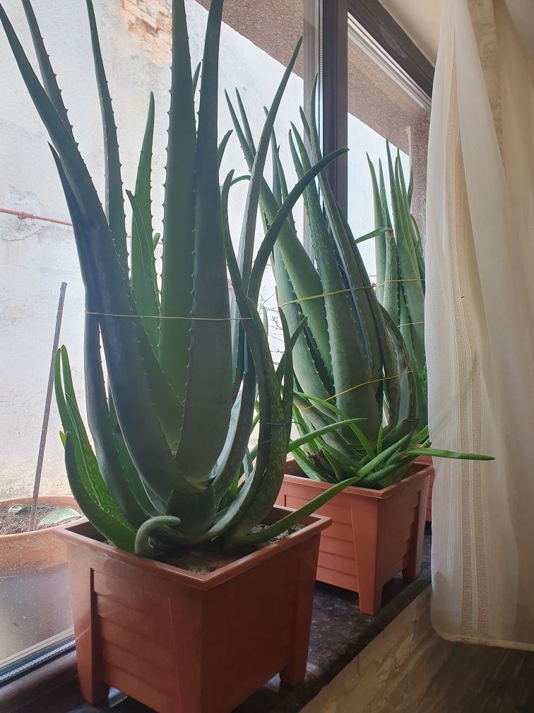 Aloe Vera Plante