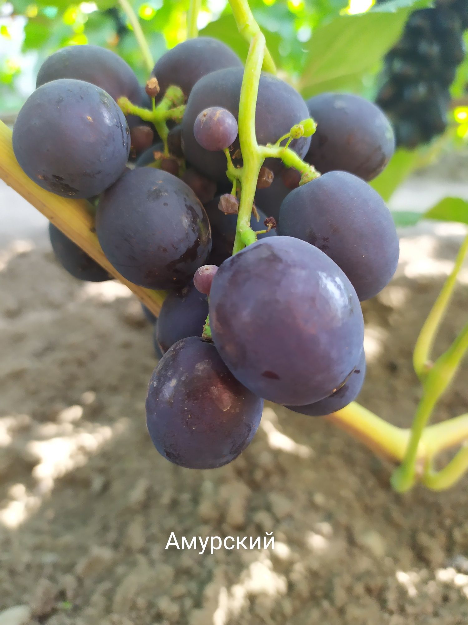 Виноград,чубук, пророщенный в стаканчиках,готовый для высадки в открыт