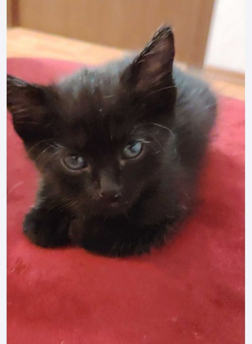 Donez 3 pisicuțe adorabile