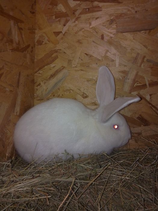 Vând iepuroi tânăr de tăiat sau ținut