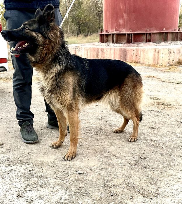 Срочно!! Продается немецкая овчарака, со служебного питомника