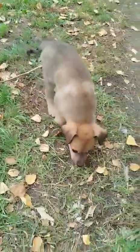 Щенку нужен дом! Срочно!