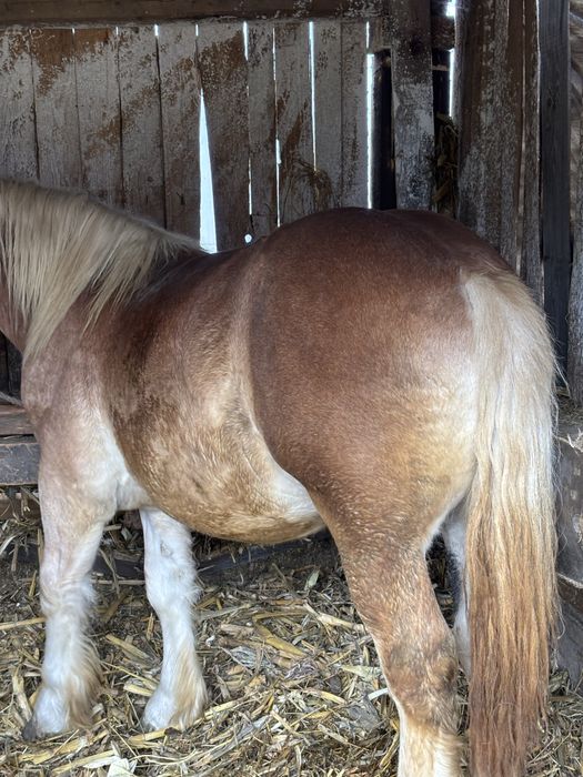 Două perechi de mânji armăsari de vânzare