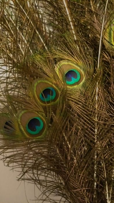 Pene de păun de vanzare