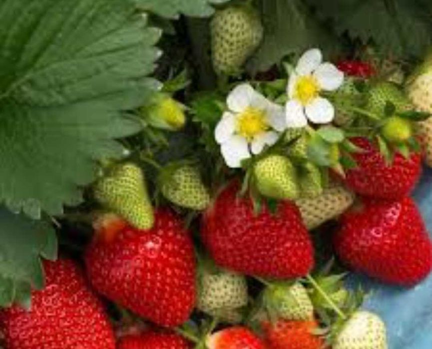 Продавам ягоди малини