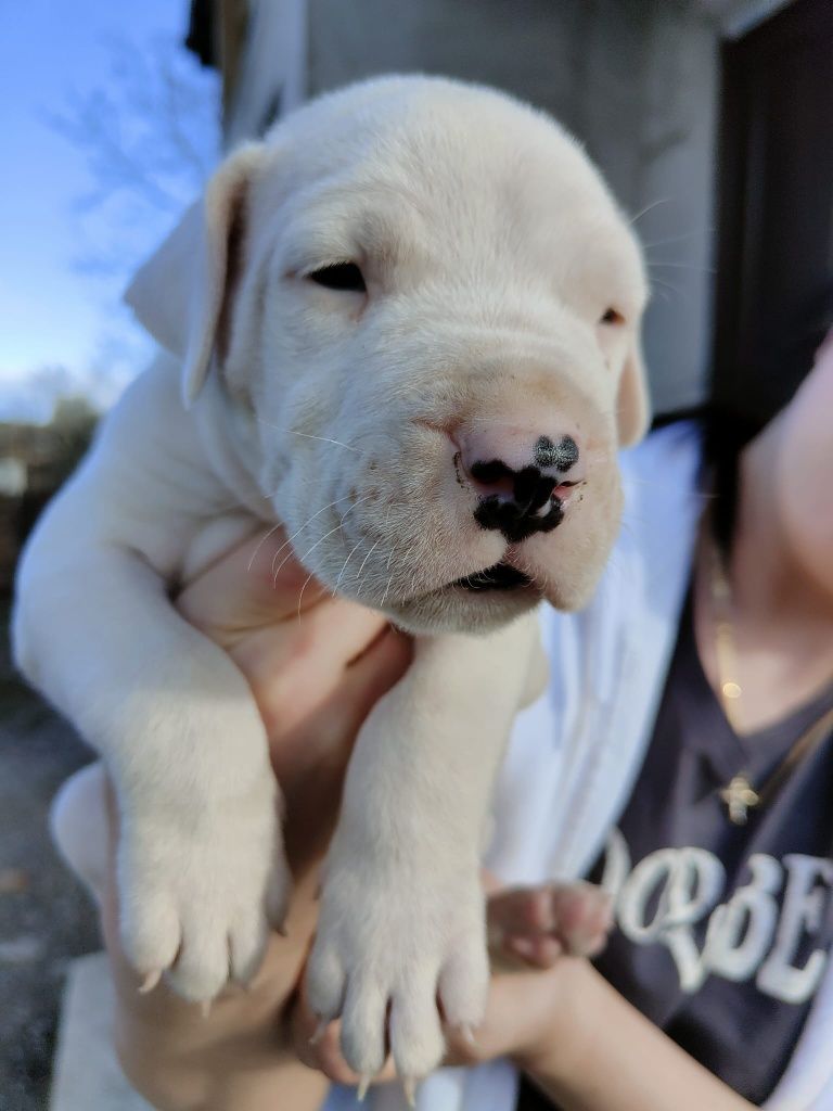 Pui cățel dog argentinian dogo argentino puppy