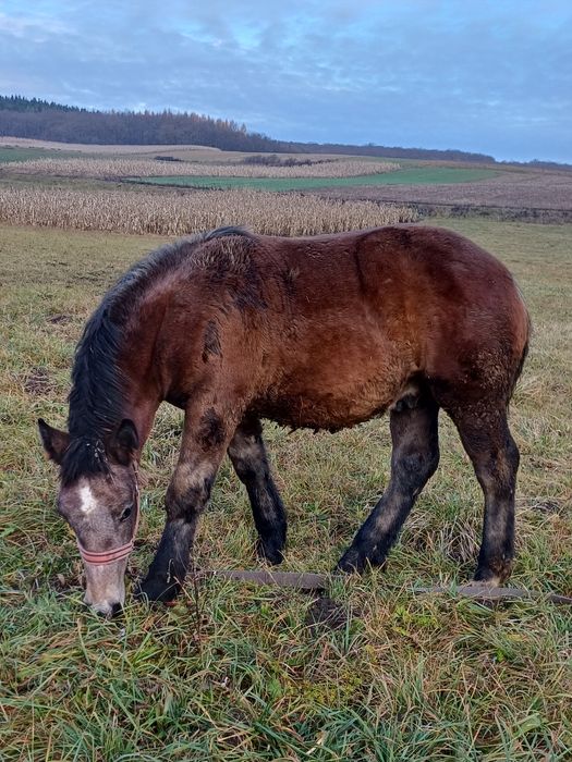 Manz de 6 luni de vanzare