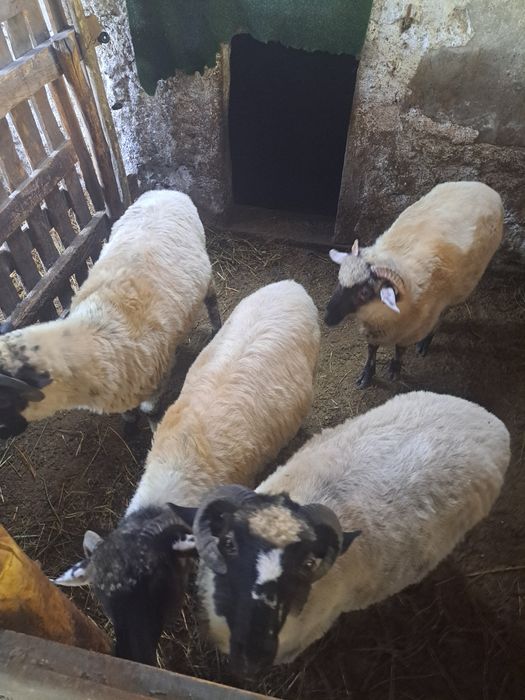 Vând 2 berbecuți castrați