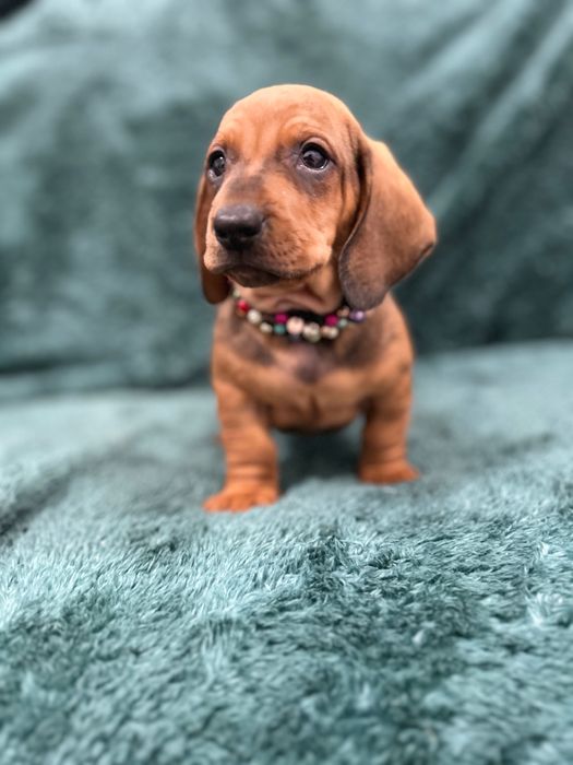 Catel teckel tekel cu Pedigree FCI