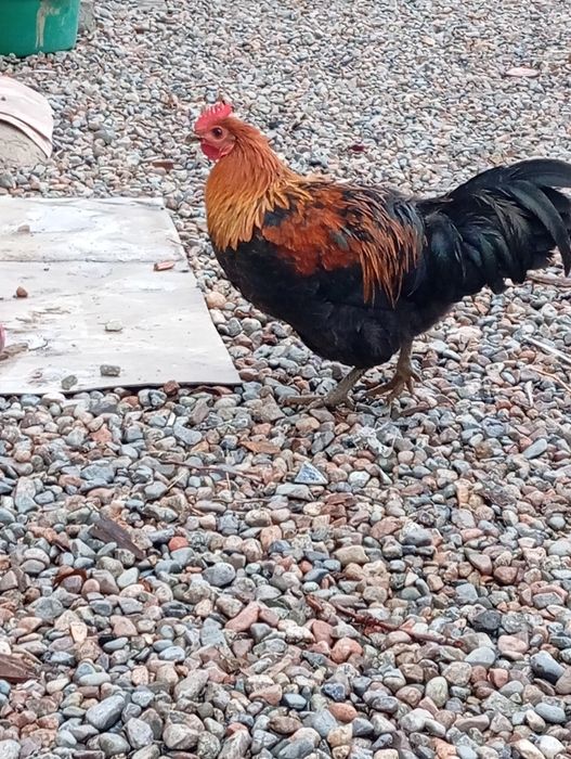 Продам молодых петухов