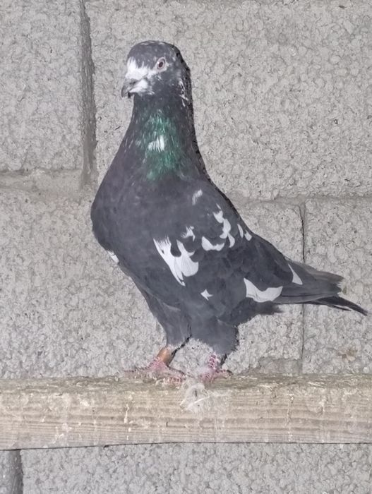 Голуби животные птицы