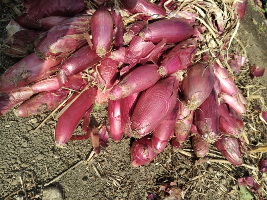 Ceapă de Buzău de calitate