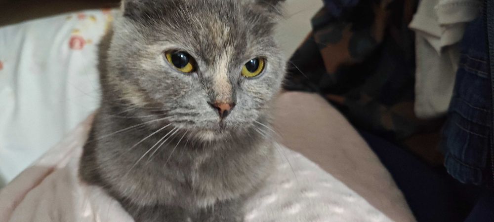 Отдадим в хорошие руки кошку