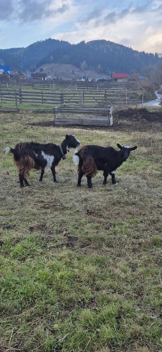 Vând capră, ieduță și țap