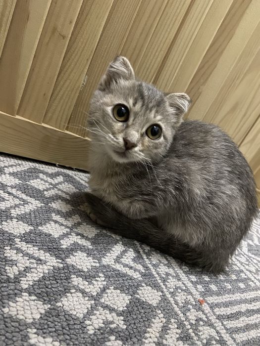 Котята в добрые  руки