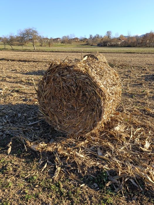 Baloți rotunzi de tulei