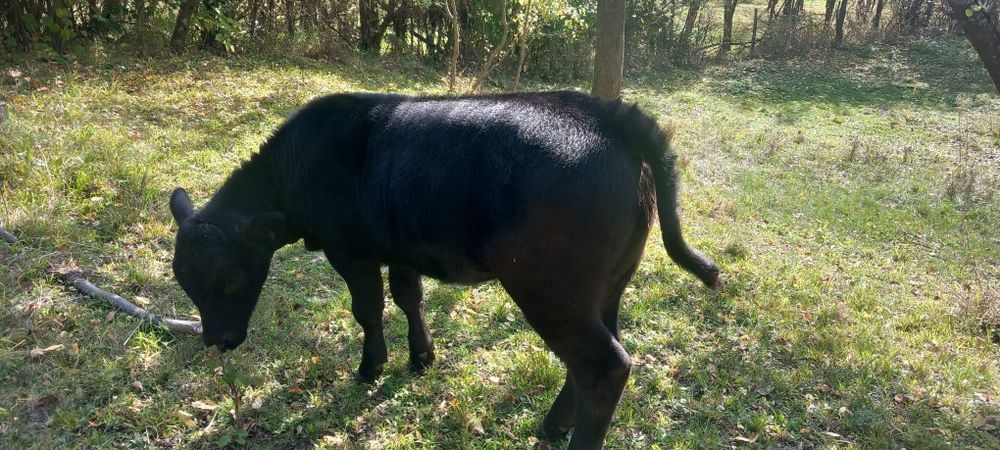 Vand vitea angus