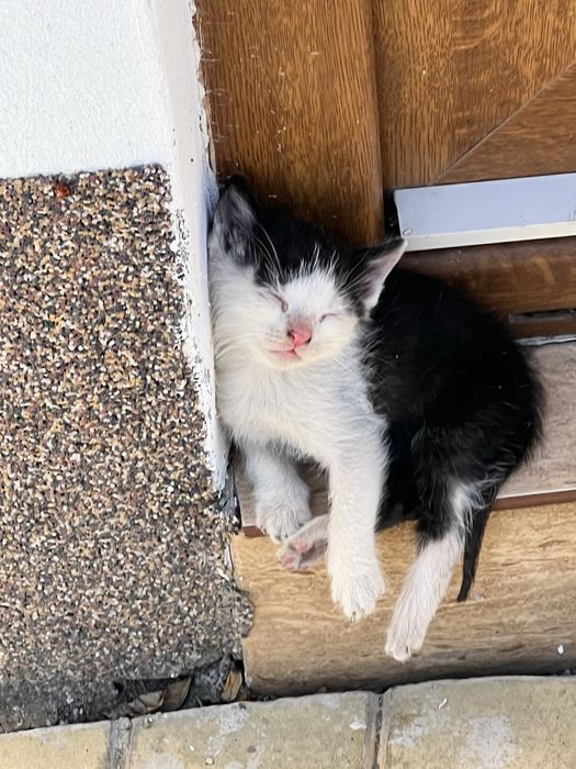 Pisoi draguti pentru adoptie , doi sunt negri si unu alb cu negru .
