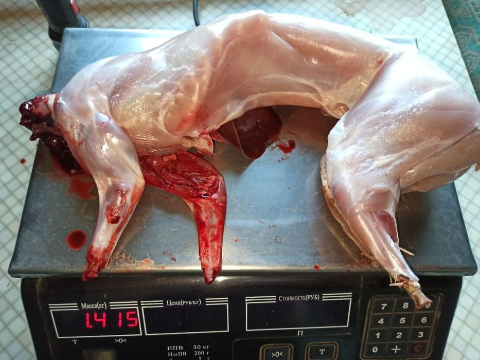 Продам мясо  кролика .