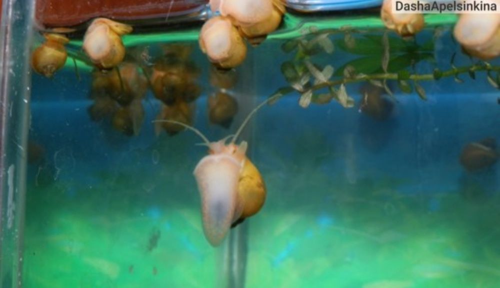 Ампулярия по 100т