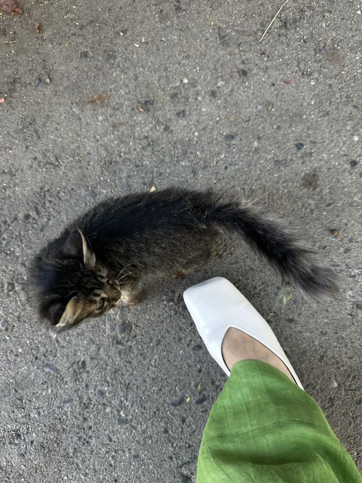 Котята,  две девочки в добрые руки