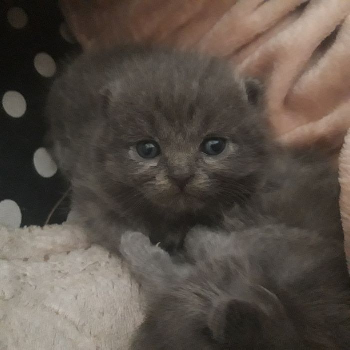 Бронирование котят, котята британцы, осталось 3 девочки