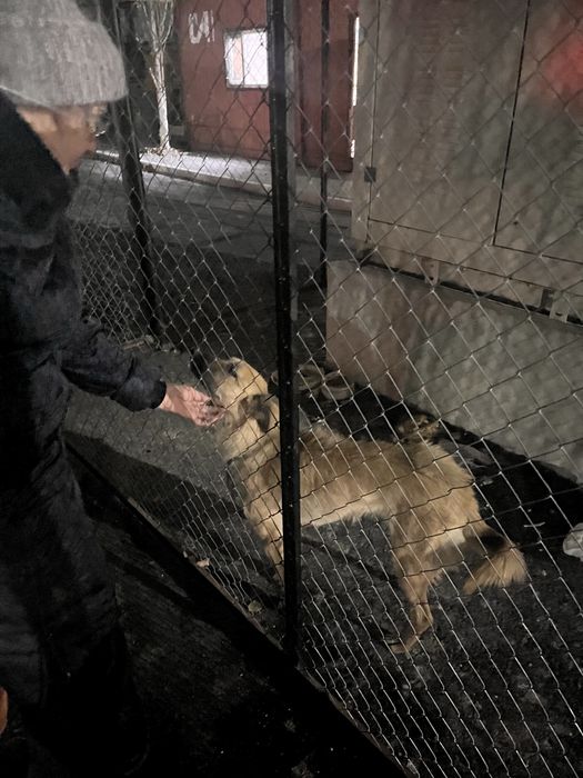 Собака ищет дом срочноо