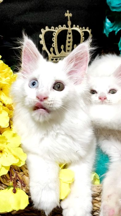 Exclusive ! БЕЛОСНЕЖНЫЕ Солид - Мейн куны .