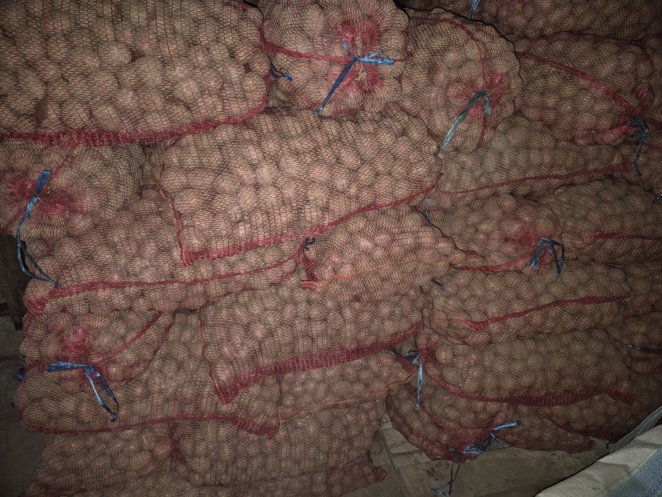 Cartofi samanta bella rosa si captiva si neselectati 80 bani