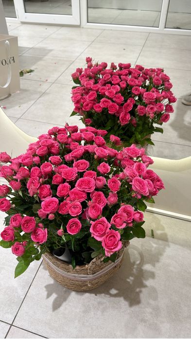 Большая корзина из свежих роз