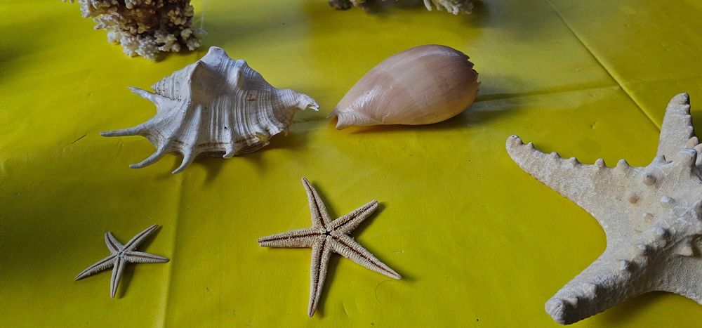 decoratiune acvariu terariu coral scoici decorative