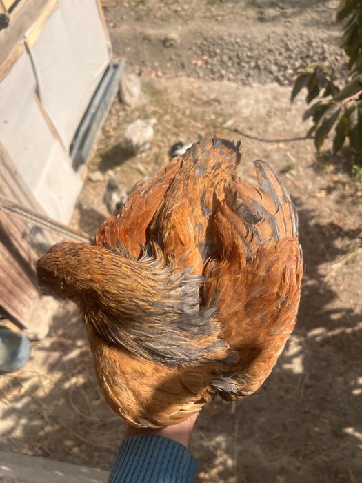 Brama xoʻrozlar sotiladi yoki xonaki chiroyli mokiyonga barteram bor
