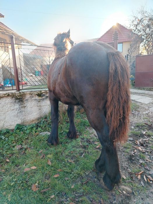 Vând mânza de 6 luni