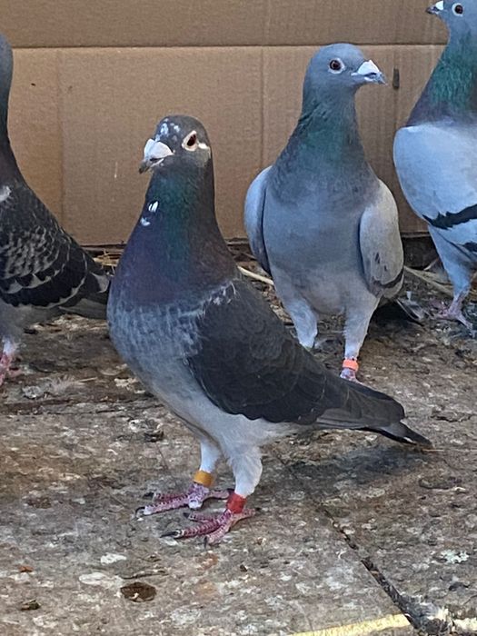 Vând porumbei voiajori pentru concurs