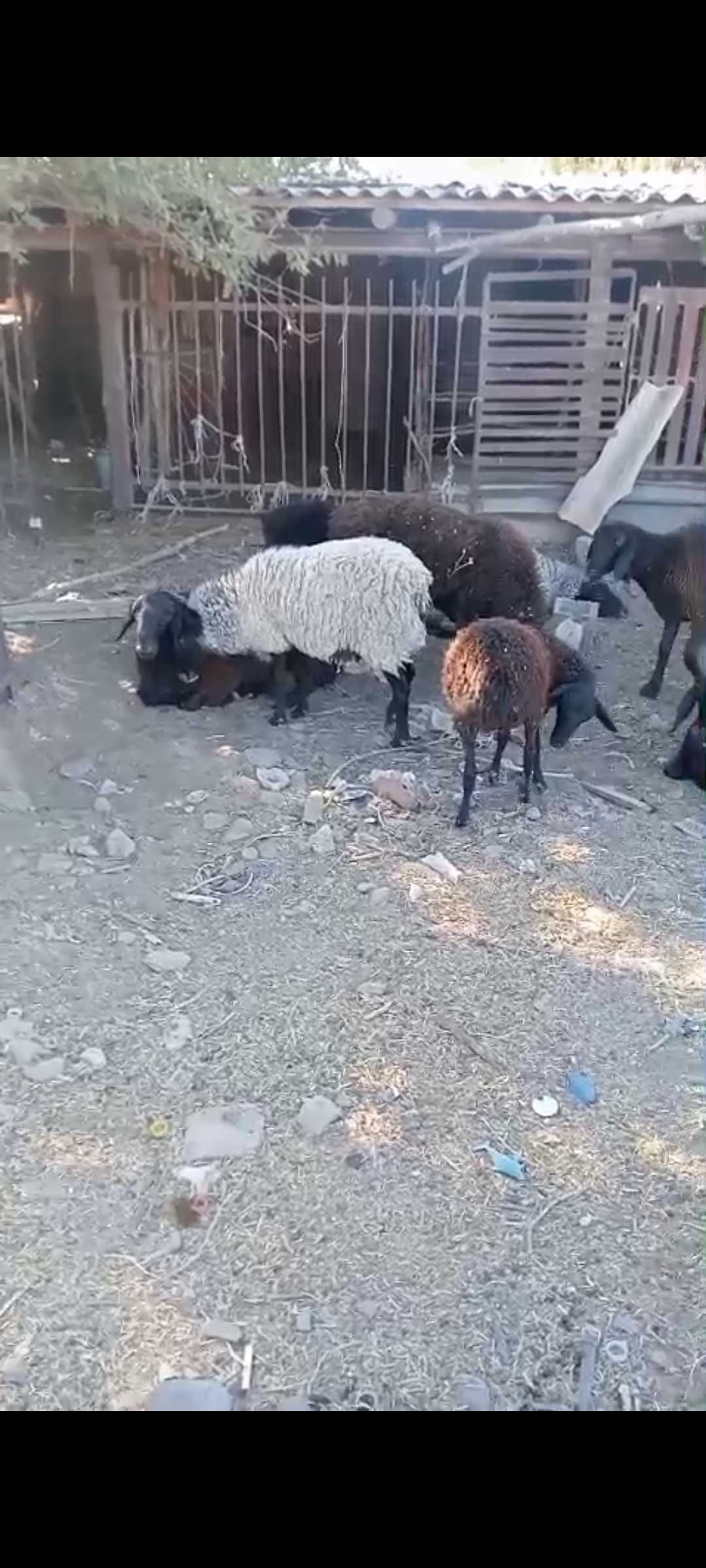 Қойлар бар романовский