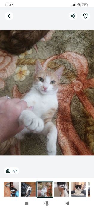 Кошечки в добрые руки