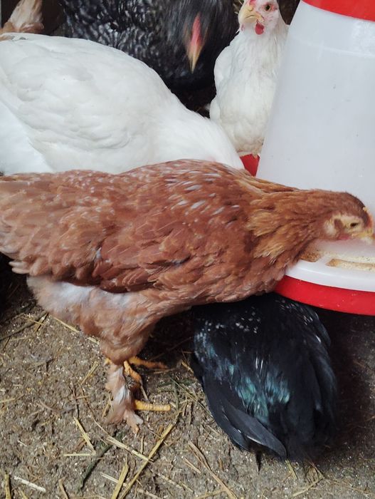 Puii gain diferite mărimi diferite rase