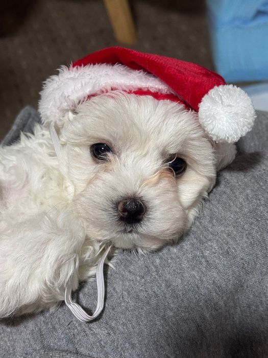 Câine bichon mini toy