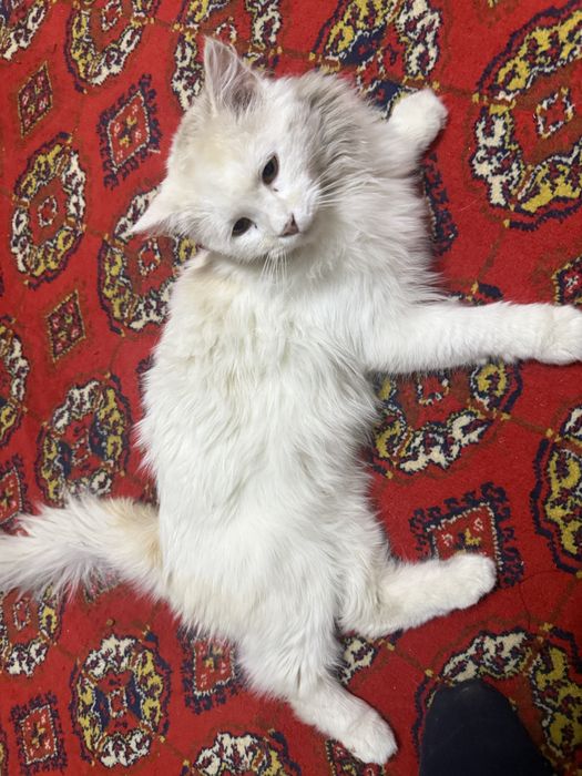 Отдам кота в хорошие руки