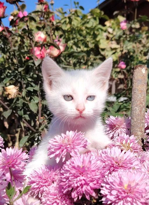 Подарю котенка заботливому хозяину