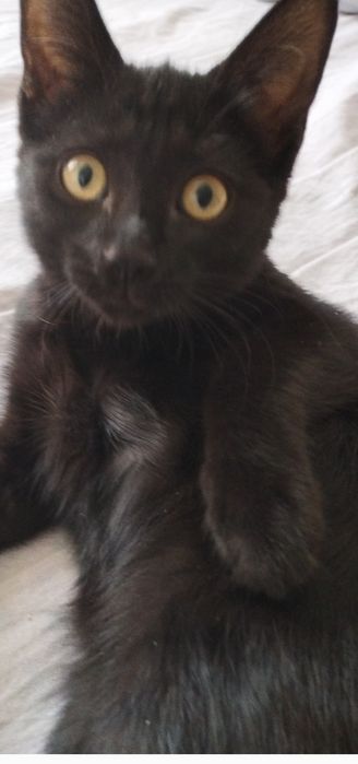 Отдам даром в добрые руки. Котята черный мальчик и девочка