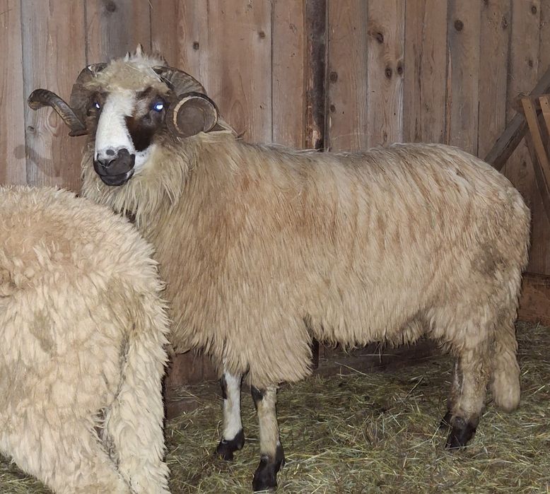 Mior breaz cu genetina si forme foarte bune