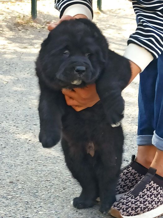 Шенок алабаев чистокровные