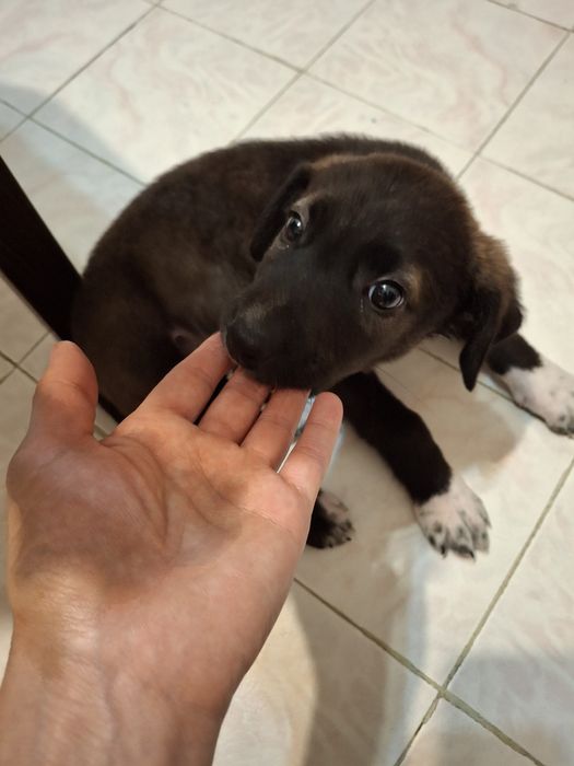 Donez cățel pt adopție responsabilă