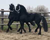 TOP Friesian armăsari Friesieni