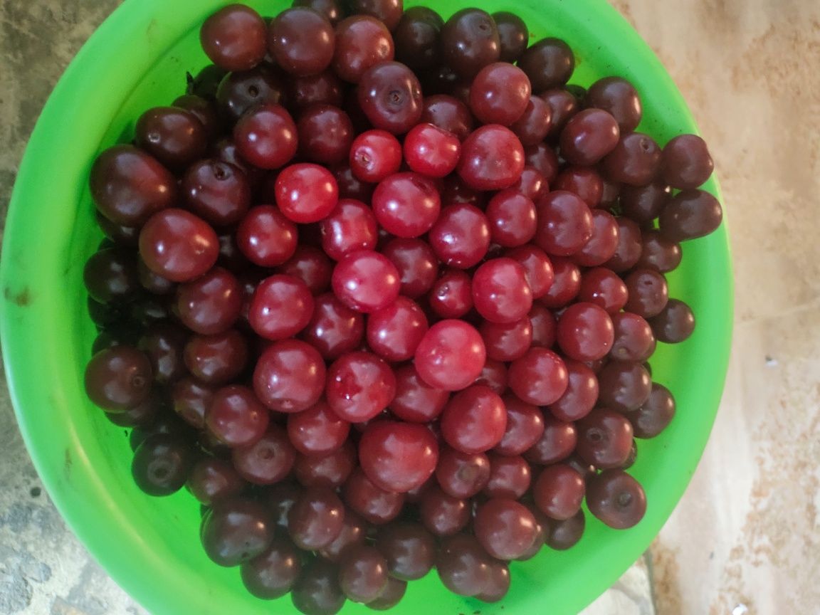 Продам вишню домашнюю