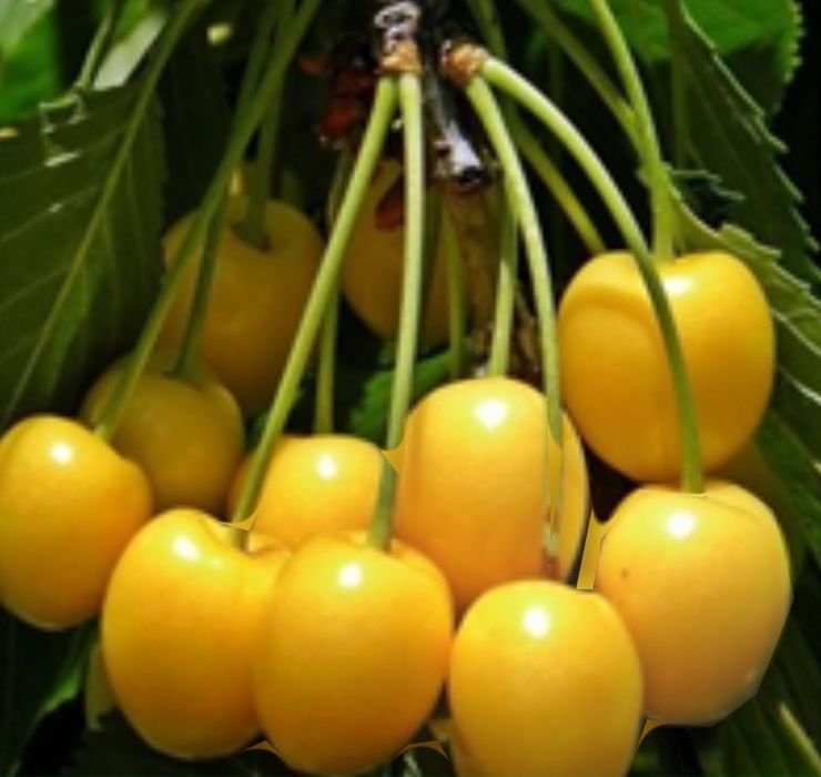 Cires Galben( Soiul Donissen )