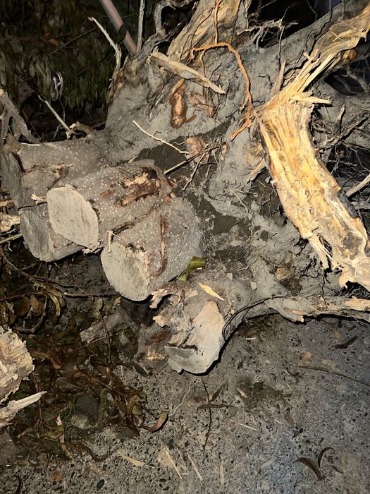 UTIN 1 moshin chixadi