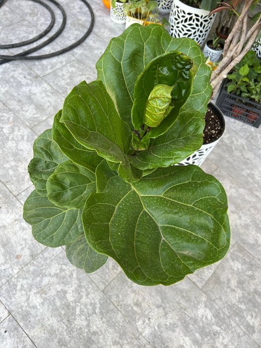 Офис тувак гуллар