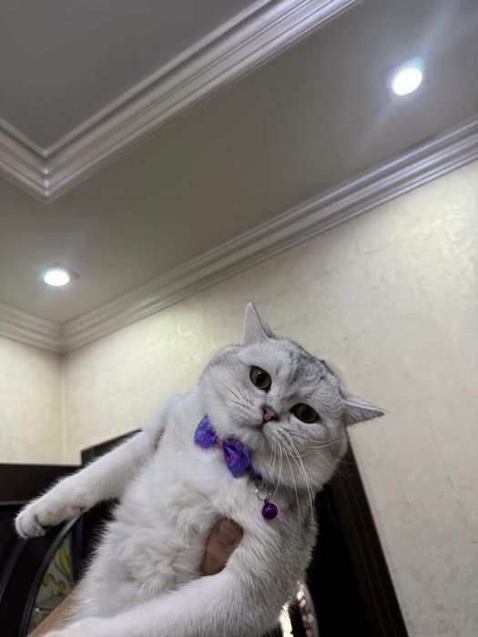 Котята. Британская шиншилла 4 шт